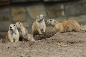 Präriehunde von H. Vieth